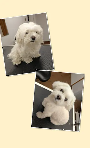 PieSzczotka Salon Pielęgnacji Psów